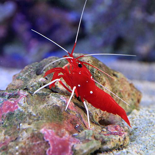 （海水魚）エビ　スリランカ産　ホワイトソックスシュリンプ（２匹）