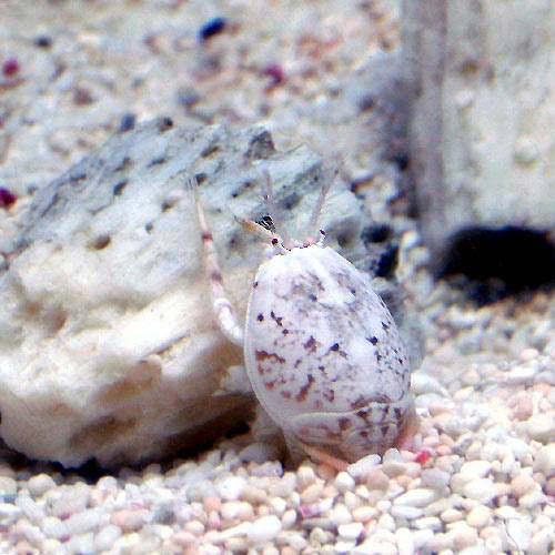 （海水魚）カニ　スナホリガニ（３匹）