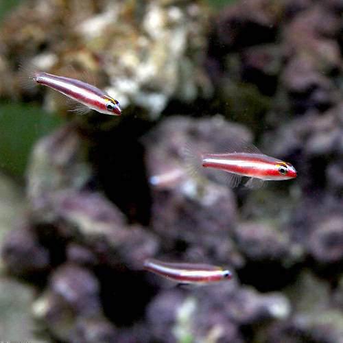 （海水魚）沖縄産　オヨギイソハゼ（６匹）