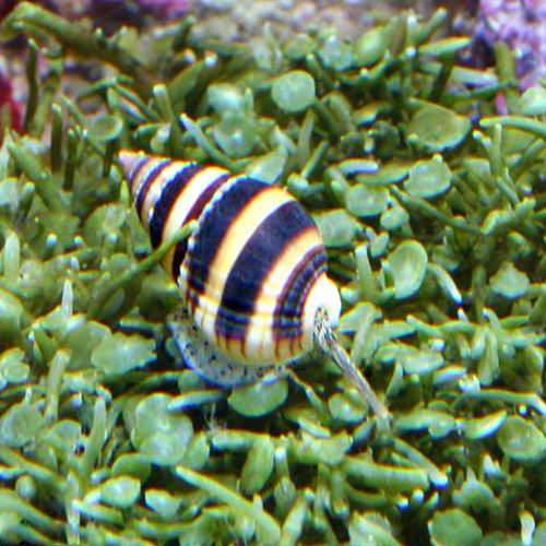 （海水魚）貝　ミスジヨウバイ（２匹）