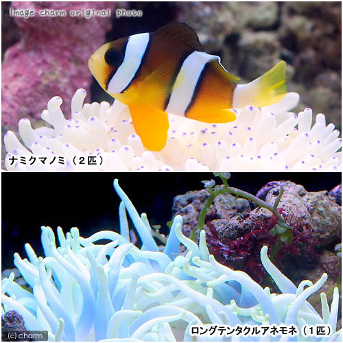 （海水魚）ナミクマノミ（２匹）＋ロングテンタクルアネモネセット