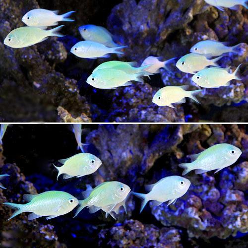 （海水魚）デバスズメダイ　Ｍサイズ（１０匹）