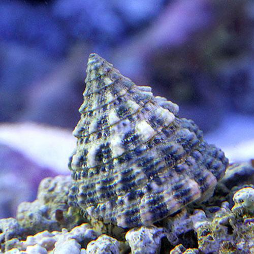 （海水魚）貝　ターボスネール　コケの掃除（２０匹）