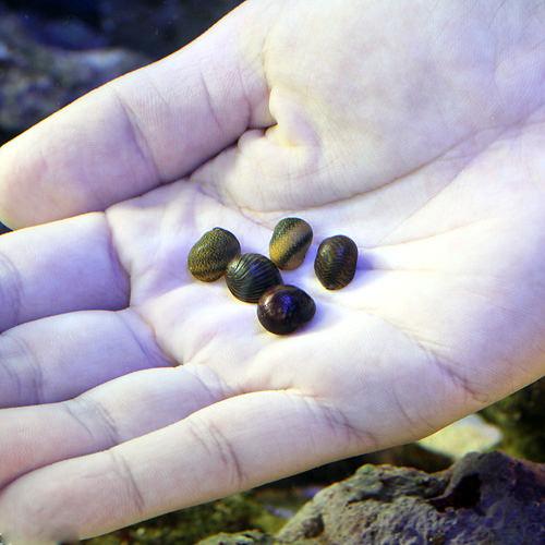 （海水魚）貝　海洋性カノコガイ　Ｓサイズ　コケの掃除（９匹）