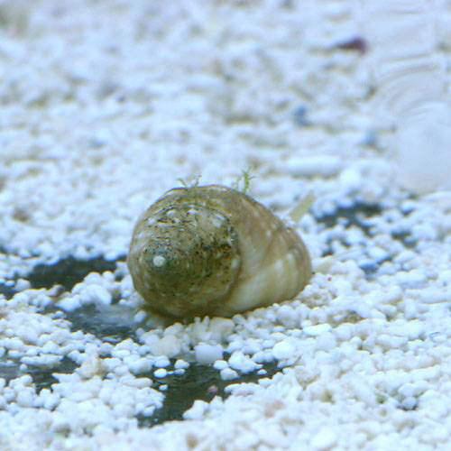 （海水魚）貝　アツムシロガイ　底砂とその他の掃除（９匹）