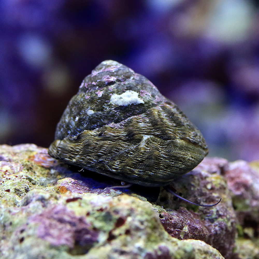 （海水魚）貝　シッタカ貝（バテイラ）　Ｓサイズ　コケの掃除（６匹）