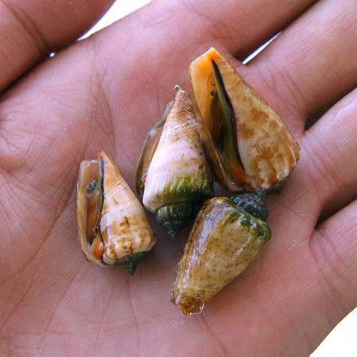 （海水魚）貝　マガキ貝　Ｓサイズ（６匹）