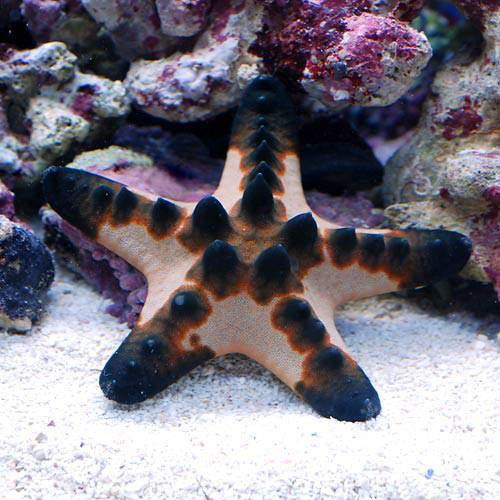 （海水魚）ヒトデ　コブヒトデ　Ｓサイズ（５匹）