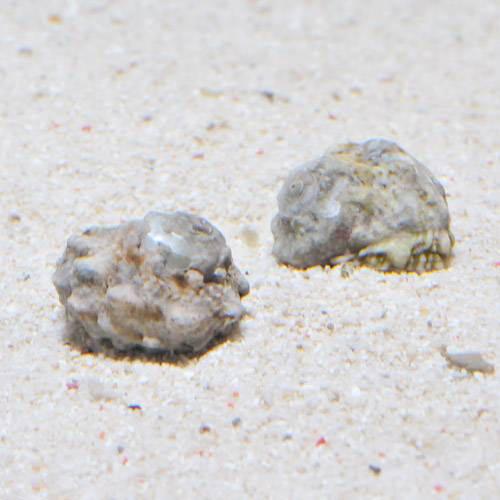 （海水魚）貝　カンギクガイ　Ｍサイズ（６匹）