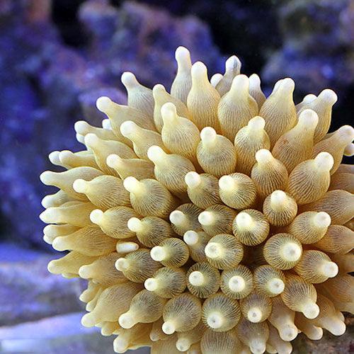 （海水魚）サンゴイソギンチャク　Ｍサイズ（２匹）無脊椎動物
