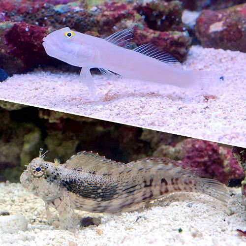 （海水魚）おそうじフィッシュ　コケ・底砂の掃除（１セット）