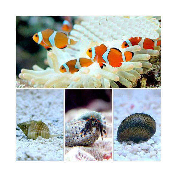 （海水魚）カクレクマノミ（２匹）とお掃除屋さんセット・Ａ　１セット