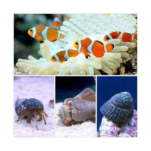 （海水魚）カクレクマノミ（２匹）とお掃除屋さんセット・Ｂ　（１セット）
