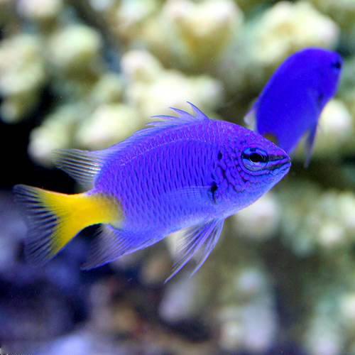 （海水魚）シリキルリスズメダイ（３匹）
