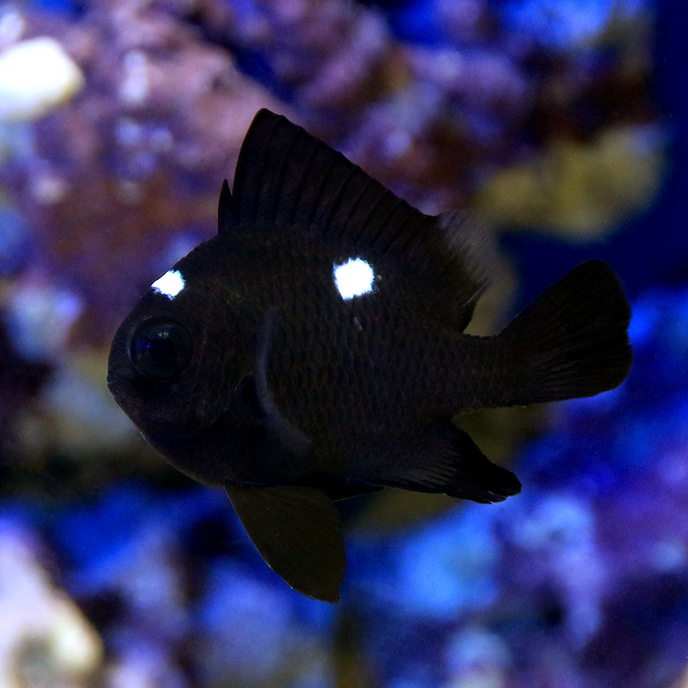 （海水魚）ミツボシクロスズメダイ（５匹）
