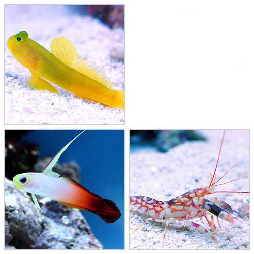（海水魚）エビ　シェアハウスセットＡ（ギンガハゼ＋ハタタテハゼ＋ニシキテッポウエビ）