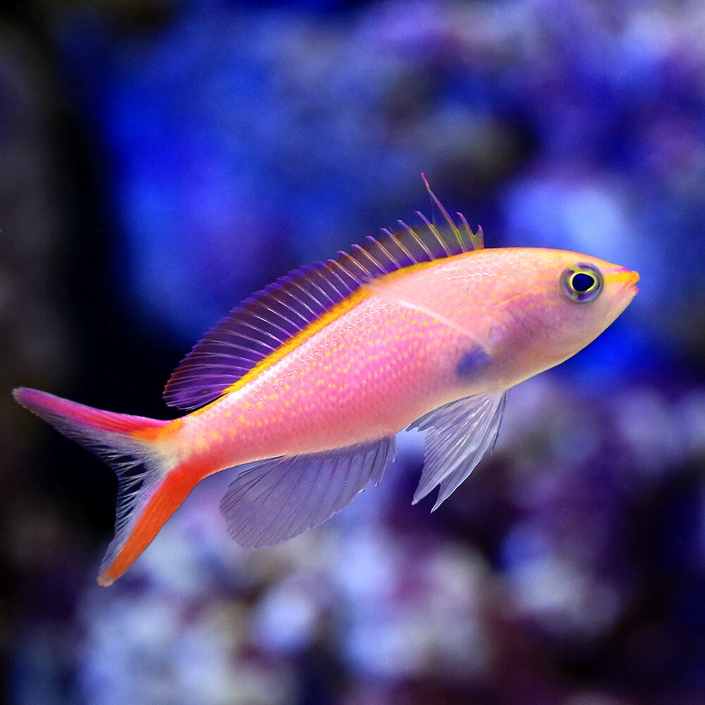 （海水魚）オオテンハナゴイ（５匹）