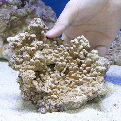 （海水魚）Ｂグレードライブロック　Ｍサイズ（１個）（形状お任せ）