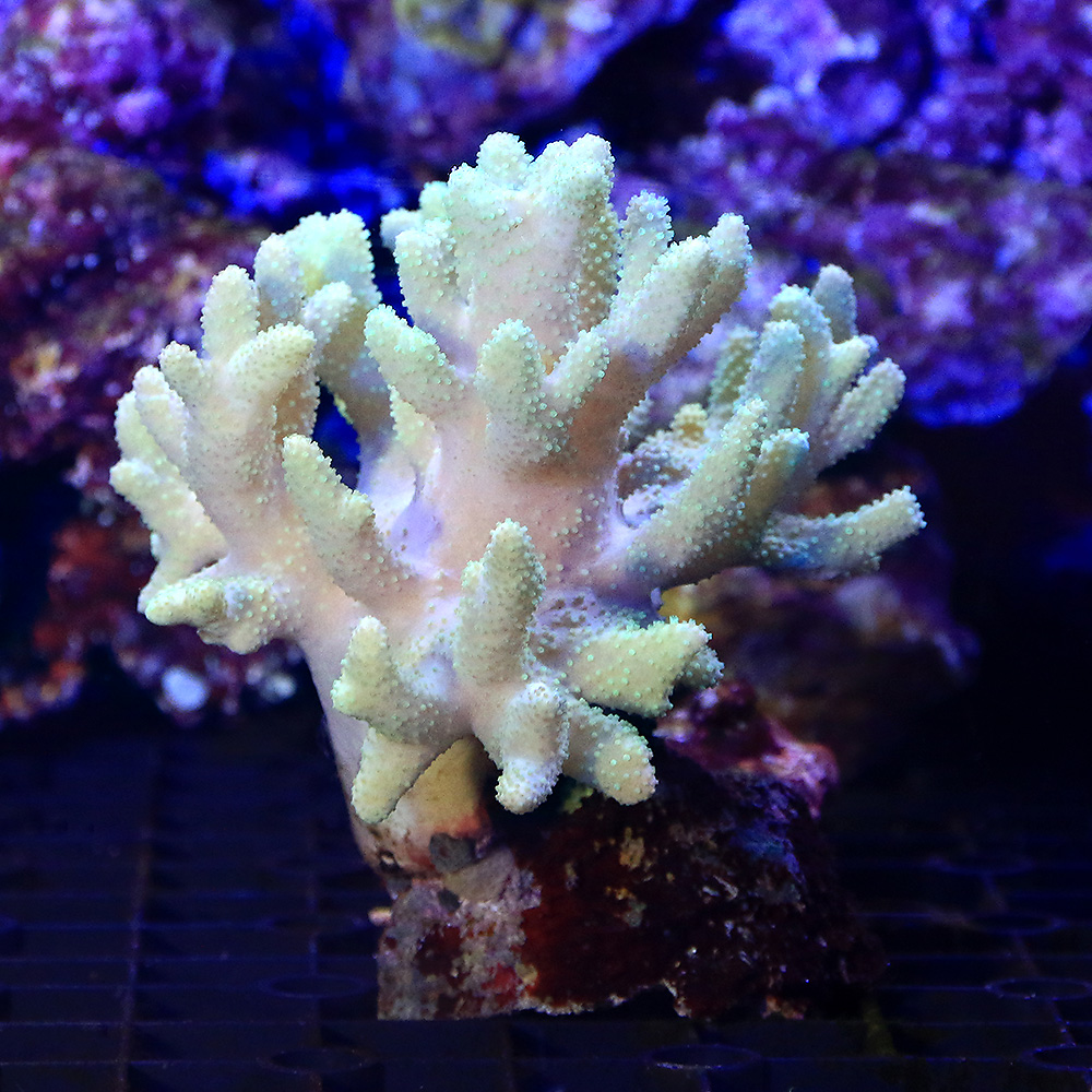 （サンゴ）沖縄産　ヤナギカタトサカ　ライトグリーン　Ｍサイズ（１個）