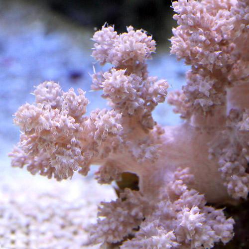 （サンゴ）沖縄産　スジチヂミトサカ　Ｓサイズ（１個）