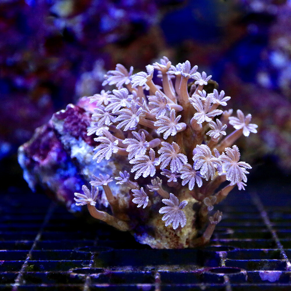 （サンゴ）沖縄産　ツツウミヅタ　ナローポリプ（１個）