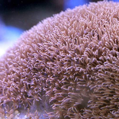 （サンゴ）沖縄産　スターポリプ　Ｓサイズ（１個）　ｙ－81