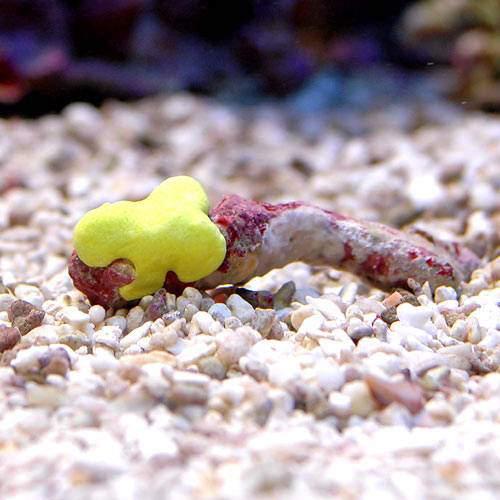 （サンゴ）沖縄産　レモンスポンジ　ＳＳサイズ（１個）