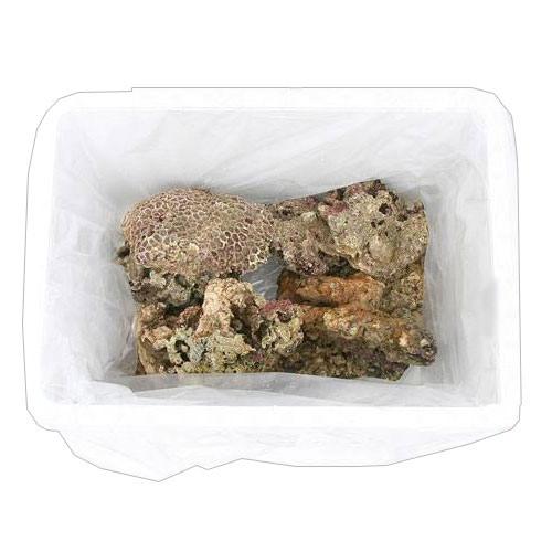 （海水魚）Ｂグレードライブロック　Ｍ－Ｌサイズミックス（１０ｋｇ）（形状お任せ）