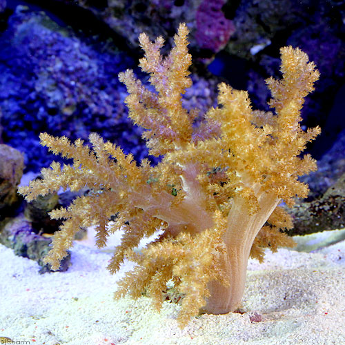 （サンゴ）沖縄産　スジチヂミトサカ　Ｍサイズ（１個）