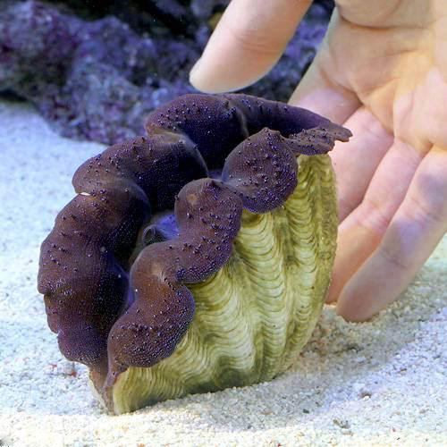 （サンゴ）ヒメシャコガイ　ブルー　ＭＬサイズ（１匹）
