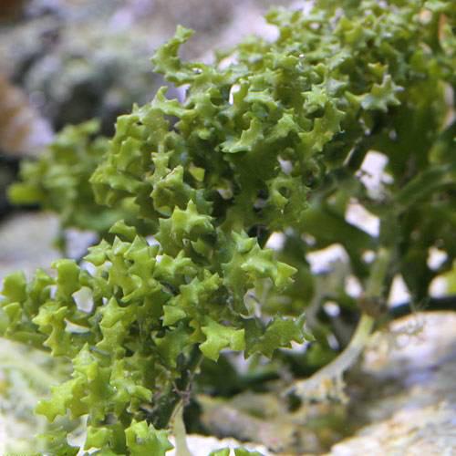 （海水魚）海藻　ヨレヅタ（１房）