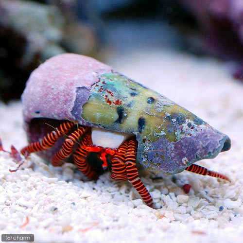 （海水魚）ヤドカリ　ベニワモンヤドカリ（１匹）