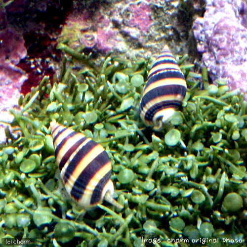 （海水魚）貝　ミスジヨウバイ（１匹）