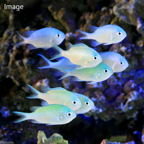（海水魚）デバスズメダイ　Ｍサイズ（１匹）