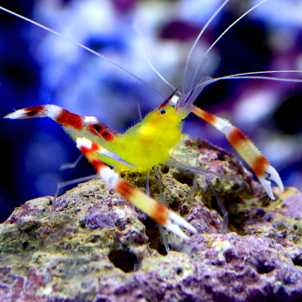 （海水魚）エビ　キイロオトヒメエビ（１匹）