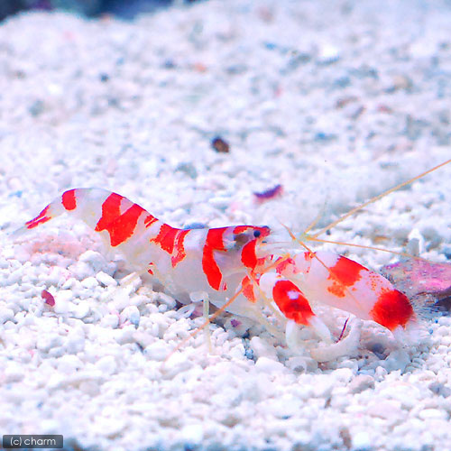 （海水魚）エビ　ランドールピストルシュリンプ（１匹）