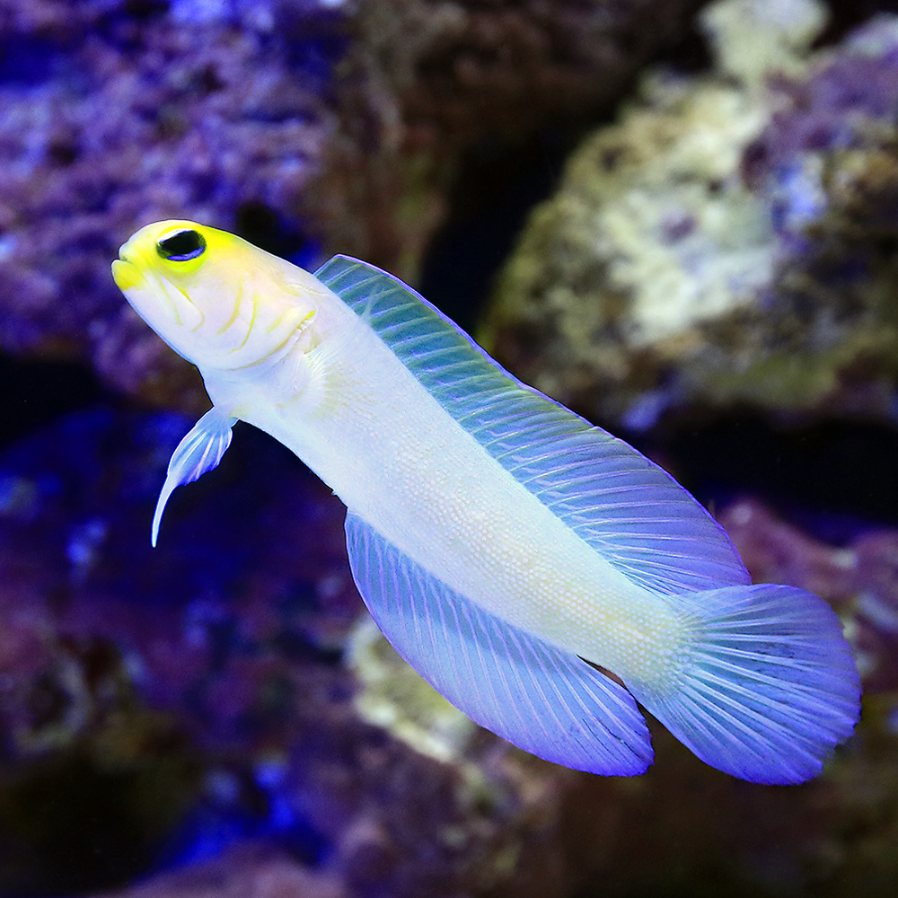 （海水魚）イエローヘッドジョーフィッシュ　Ｍサイズ（１匹）