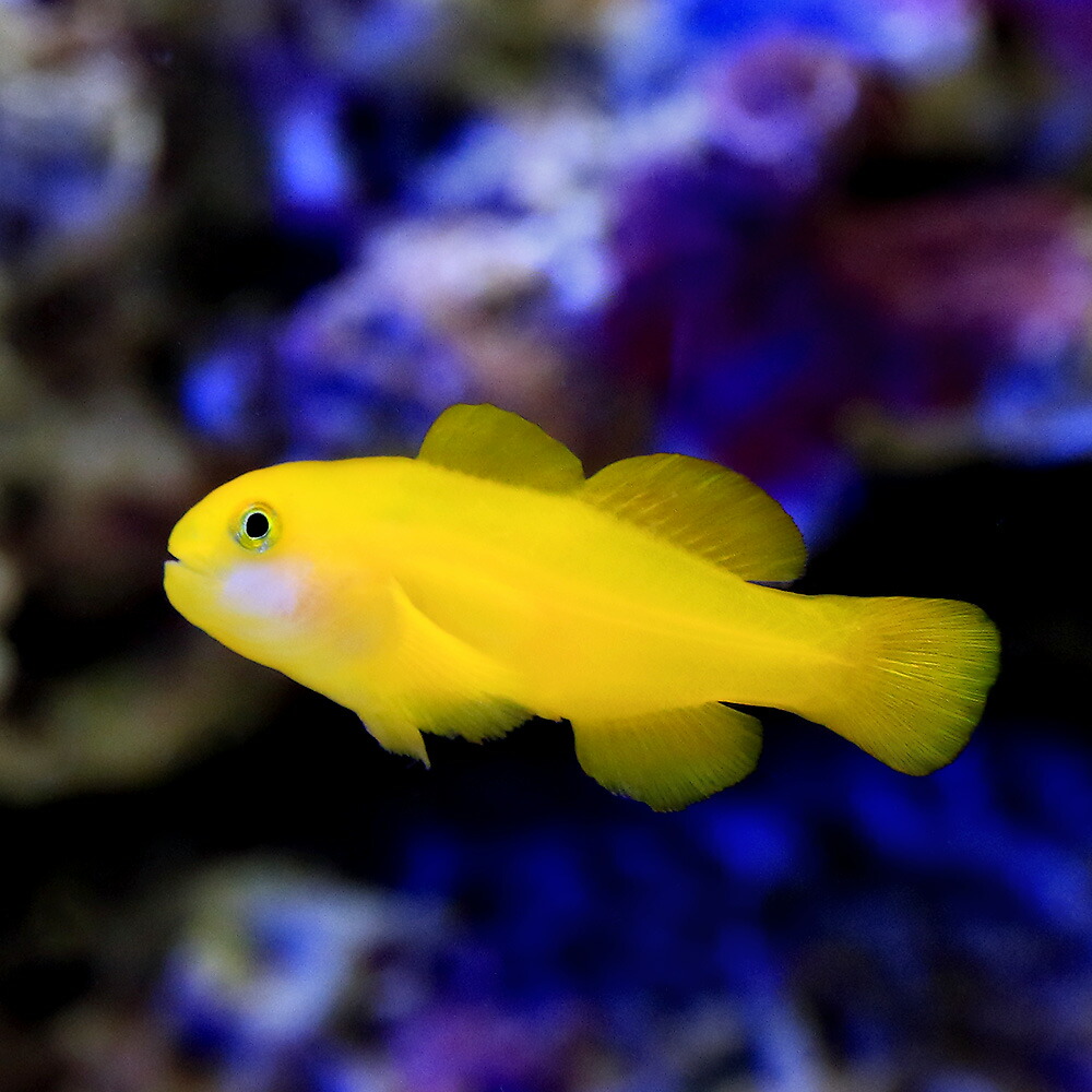 （海水魚）キイロサンゴハゼ（１匹）