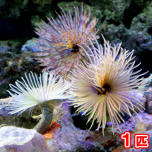 （海水魚）ケヤリ　インドケヤリ　おまかせカラー（１匹）