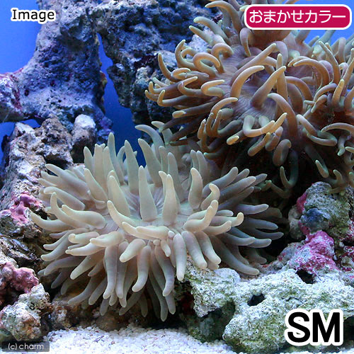 （海水魚）ロングテンタクルアネモネ　おまかせカラー　ＳＭサイズ（１匹）無脊椎動物
