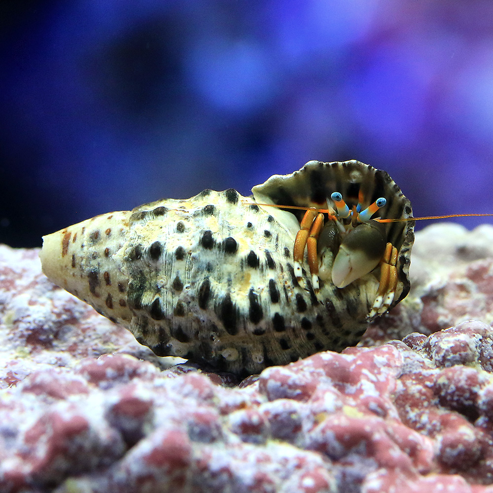 （海水魚）ヤドカリ　沖縄産　スベスベサンゴヤドカリ（１匹）