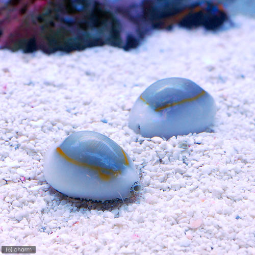 （海水魚）貝　ハナビラタカラガイ（１匹）