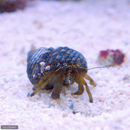 （海水魚）ヤドカリ　ヤドカリミックス　Ｍサイズ（１匹）