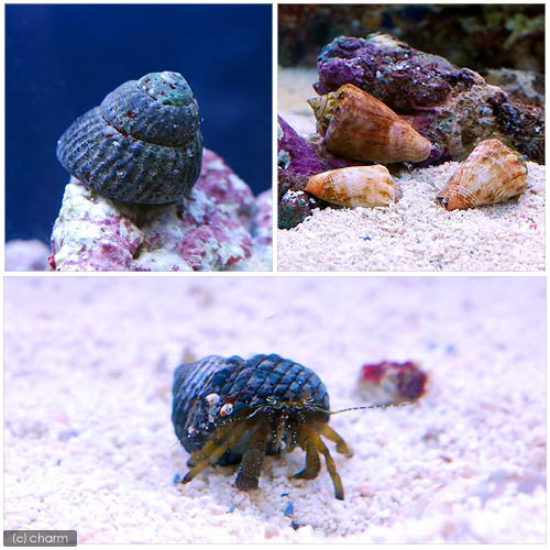 （海水魚）貝・ヤドカリ　クリーナーセット　Ｍサイズ　コケ・底砂の掃除（１セット）