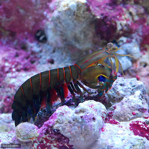（海水魚）エビ　シャコｓｐ．カラーおまかせ（１匹）