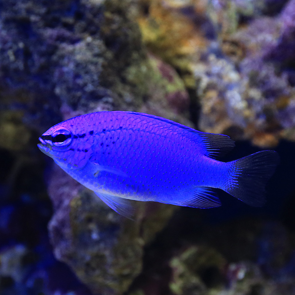 （海水魚）沖縄産　コバルトスズメダイ（１匹）