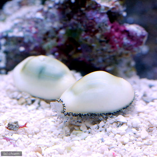 （海水魚）貝　キイロタカラガイ（１匹）