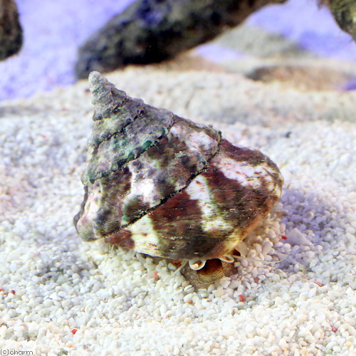 （海水魚）貝　タカセガイ　Ｓサイズ（１匹）