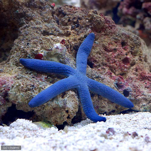 （海水魚）ヒトデ　アオヒトデ（１匹）
