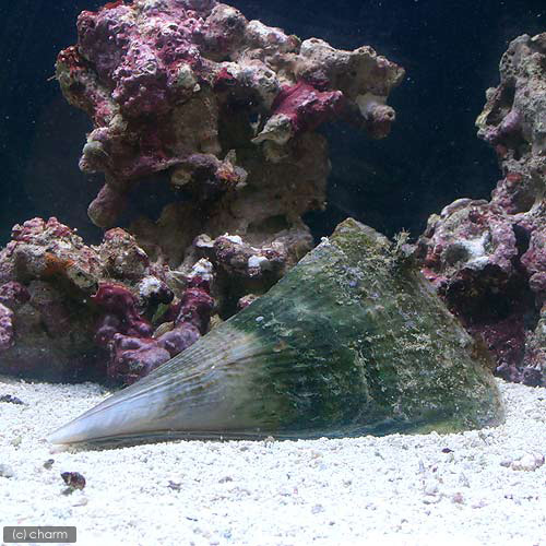 （海水魚）貝　イワカワハゴロモ（１匹）